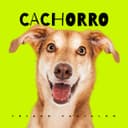 Cachorro