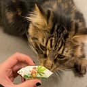 neleisiu glostyt kasharo