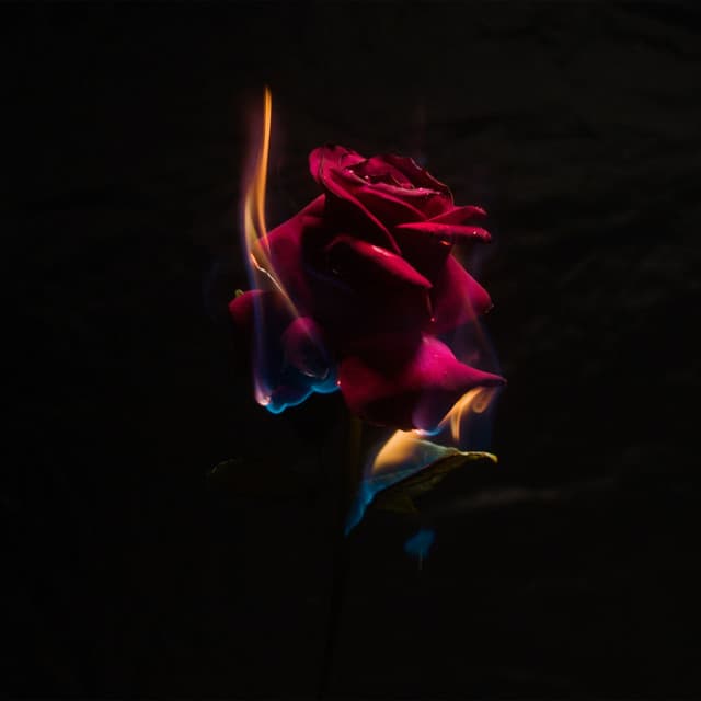 Besta (o teu melhor amigo)